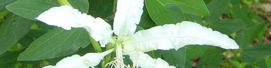 bauhinia forficata