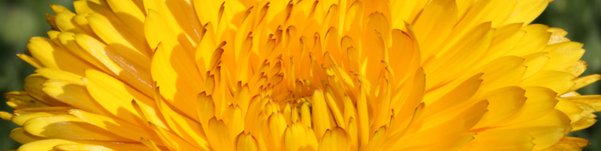 calendula officinalis
