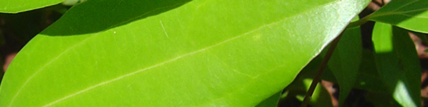 cinnamomum zeylanicum