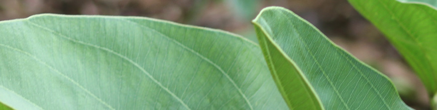 echinodorus grandiflorus - chapeu de couro