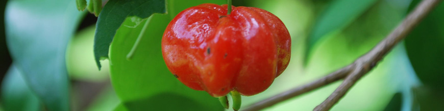 eugenia uniflora l