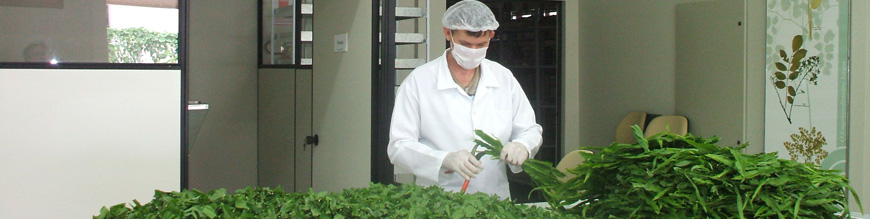 limpeza de plantas medicinais
