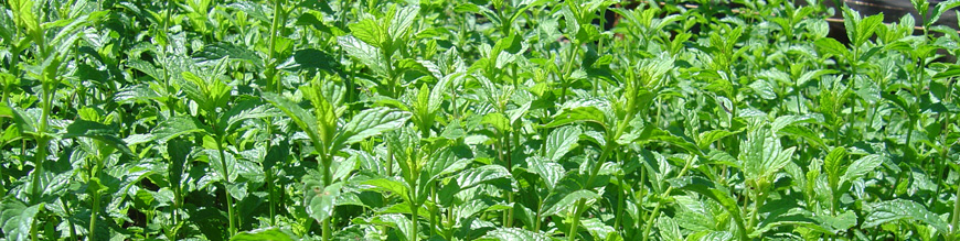mentha piperita