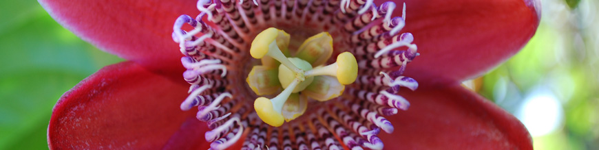 passiflora alata