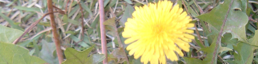 taraxacum officinale