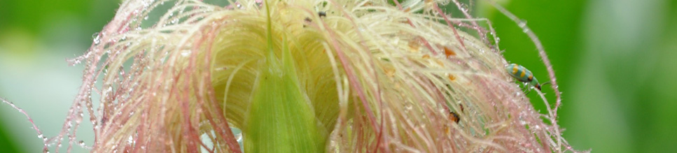 zea mays l